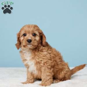 Milo, Cavapoo Puppy